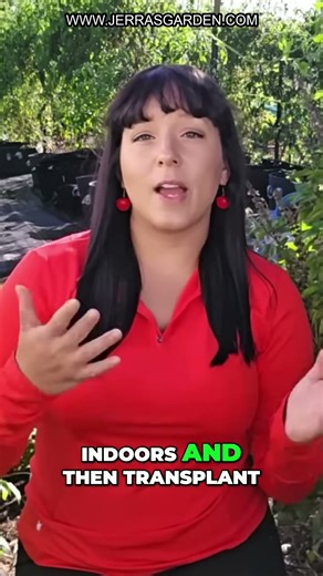 Grow Napa Cabbage: Easier Than You Think! (Winter Salad Tips)