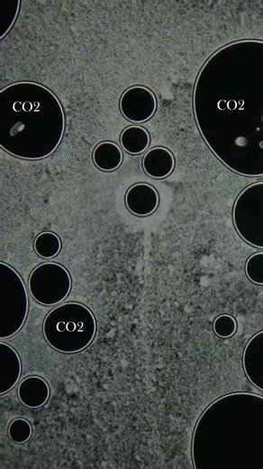 Ekmeği Kabartan Canlı: Ekmek Mayası #microscopy