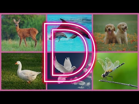 Animals Starting with D || Animals and Birds That Start with D