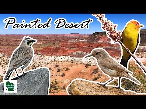 Birding the Painted Desert/Petrified Forest National Park (Arizona)