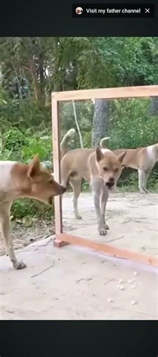 Dog. mirror. funny. movement 😂😂🤣🤣