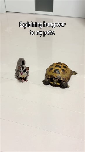 Understanding Pet Bans: Biker's Story