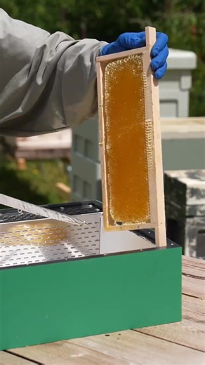 Neat 🐝 | Black Mountain Honey