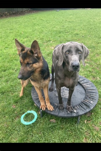 Otis Blue Weimeraner & Tinkerbell GSD.#blue Weimeraner#weimaraner #gsdoftiktok #fyp#dogloverforever