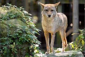 Jogger bit by coyote in Mass., prompting warning from police