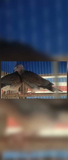 Relaxing Cuckoo Bird Sound in Nature | No Talking | Bird Watching #shorts#cuckoobird