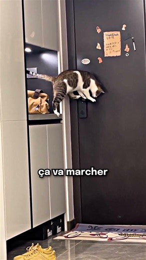 Cat vs. Door: He manages to escape with his accomplice