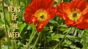 Our News of the Week video features essential Renderosity.com news and hand-picked computer graphics industry news via Renderosity Magazine dot com. News, Interviews, Tutorials, features and more. Splash image: Poppies DDG by Jean_C https://www.renderosity.com/article/25420/news-of-the-week-for-june-4-11-2022 | Renderosity | Facebook