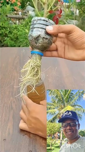 MAKING ROSE BUSH CUTTINGS