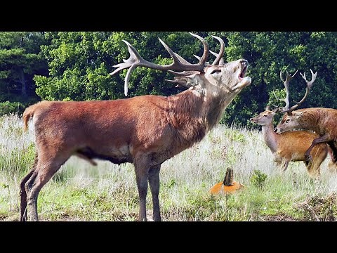 Amazing Roar of a Stag | Red Deer Mating Season