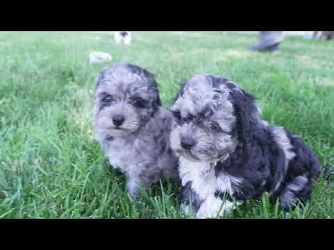 Henry Hershberger's Havapoo Puppies C