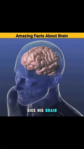 Amazing Facts About Your Brain