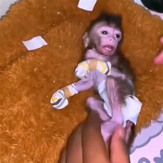 17K views · 375 reactions | The little monkey was still weak and refused to accept comfort from his father, always sad and refusing to drink milk.3 | Monkey poor1 | Facebook