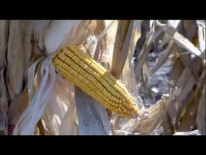 Brian Crumplin Intelex® testimonial