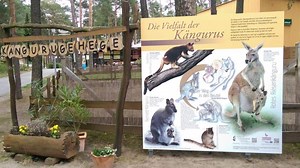 What the.... Kangaroos in Germany? Really?