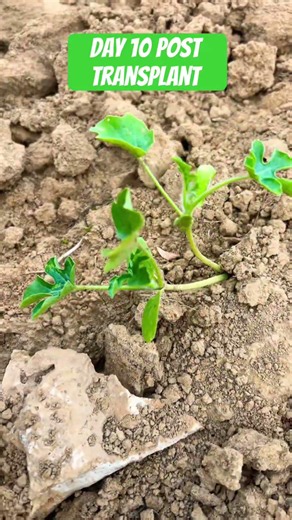 Day 9 #farming #farming101 #farmtok