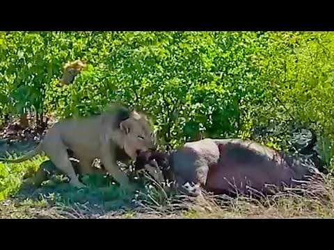 Lion Gives Pregnant Buffalo a C-Section