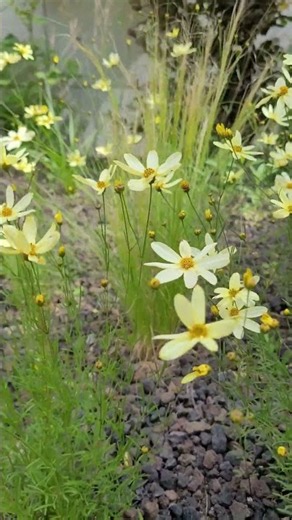 Yellow Cosmos in Bloom 🌼🌿 | Nature’s Cheerful Wildflower Beauty | Beautiful Flowers