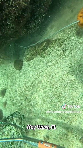 We put the new SNET snare to the test while lobstering off of Key West, FL. Want to try catching your own lobster dinner? Join our upcoming Shared Lobster charter this Friday afternoon #keywest #keywestfl #keywestflorida #floridakeys #thefloridakeys #fyp #visitkeywest #lifeontherockscharters #thingstodoinkeywest #lobster #lobsterfishing #lobstertail #lobsterseason #traveltiktok #lobstercharters