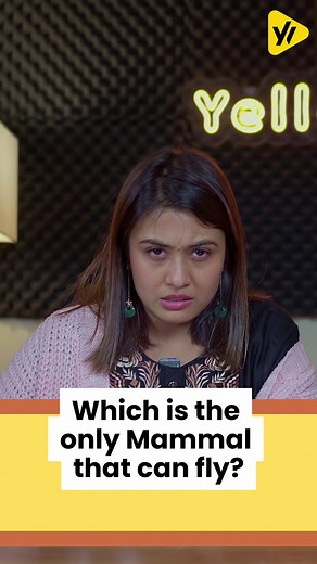 Discover the Only Flying Mammal: The Bat