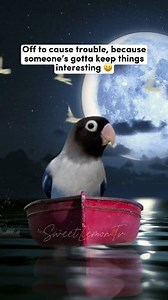 Typical lovebird behavior 🤣 #birds #birbsofinstagram #lovebirds #support #petsofinstagram #parrot #pet #birb #reelsfacebook | SweetLemon Tv