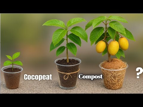 How To Make A Mango Tree Grow Faster🥭||hoe plant je een mangoboom