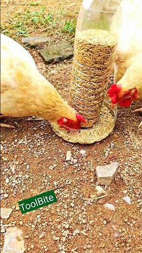 This Simple Bottle Hack Feeds Chickens Automatically!