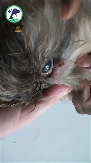 My day my watch 2026 💕💕 #todey #moningcoffee​​ #fblifestyle | Dr. Vet Clinic Gambia