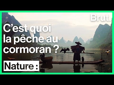 La pêche au cormoran : une technique ancestrale en voie de disparition