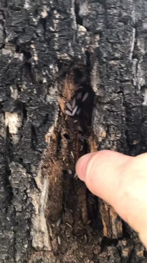 This is why termites are such a big problem in Arizona. Under the bark, out of sight, and actively feeding. Trees, stumps, and wood around your property can become the starting point for a termite issue that eventually makes its way to your home. Just because you can’t see them doesn’t mean they aren’t there. 👉 Follow us for more termite education and prevention tips. #termites #arizonatermites #azpestcontrol #termitespecialist #termitedamage | Varsity Termite and Pest Control LLC