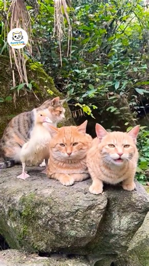 Funny Cat Meowing 😹🐾 You Can’t Stop Laughing! #FunnyCat #CatMeowing #Shorts