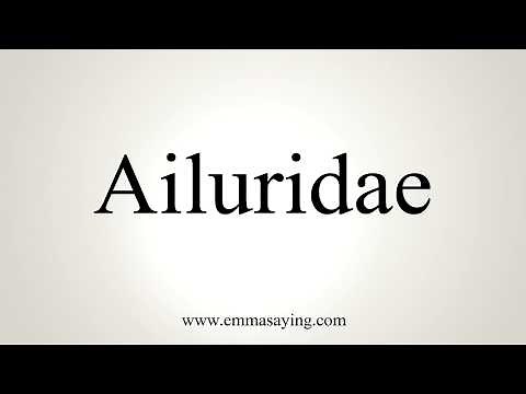 How To Pronounce Ailuridae