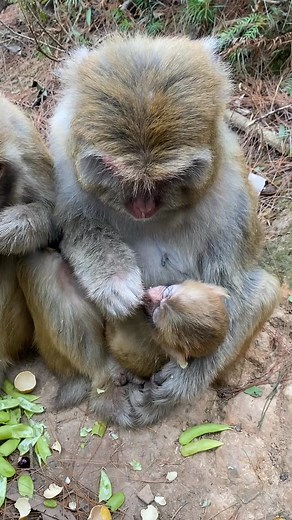 #MonkeyBusiness #AnimalLovers #WildlifePhotography #CuteMonkeys #NatureLovers #Primates #AnimalKingdom #MonkeySeeMonkeyDo #Conservation #FunWithAnimals | Monkey Jr | Facebook