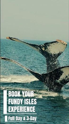 Fundy Isles Kayaking - Bay of Fundy Adventures