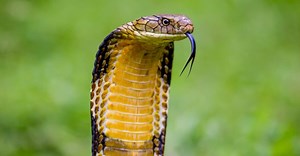 How High Can a King Cobra Stand & 5 More King Cobra Facts