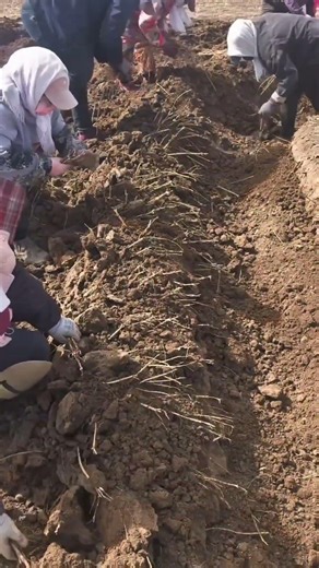 The process of extracting tree roots from the field!