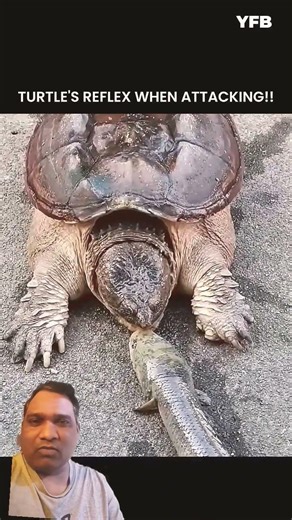 #turtle #funnyvideos #comedy #comedymemes #viralvideo #amazing #youtubeshorts #subscribe