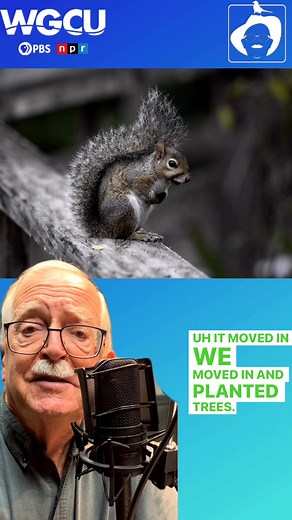 Gray Squirrels are common in cities and towns across eastern North America and made their way across the Great Plains and all the way to California as a result of establishment of cities and towns built and planted with trees. Some squirrels no doubt made the move on their own – well-meaning humans who enjoyed their presence introduced others. The antics of squirrels just seemed to belong in the neighborhood. To learn more about South-West Florida’s ecosystem and fauna, tune into this week’s lat