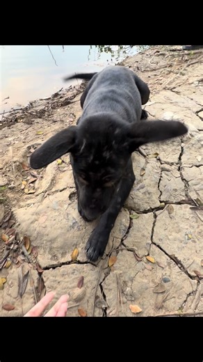 🐶🐶 #foryou #fyp #tiktok #🇲🇲