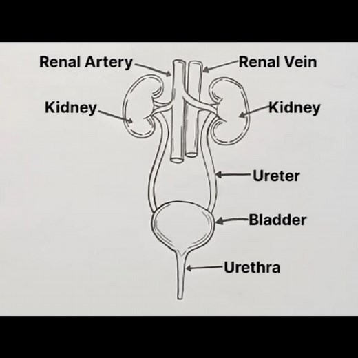 Learn to Draw Human Urinary System Diagram Drawing | Excretory System Step by Step Easily #shorts