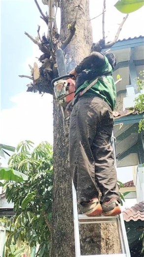 Woodworking project cutting a tree using a folding ladder #shorts #chainsaw