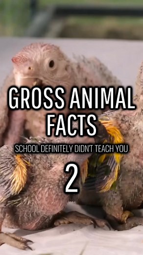 96K views · 1K reactions | Weird Animal Facts (2) #animal #shorts #science | Worldly Discovery | Facebook