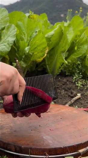 slicing purple sweet potato using a wavy steel blade on a round wooden board in green garden area