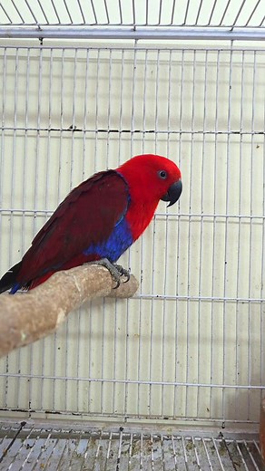 7.1K views · 74 reactions | Mashallah beautiful Electus Parrot. | Exotic Pets Aviary | Facebook