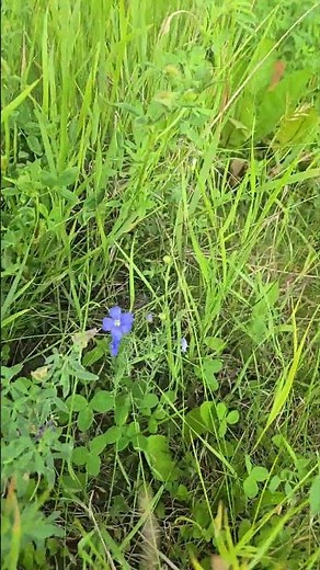 This Wild Blue Flax is Fighting Off a Sea of Weeds!