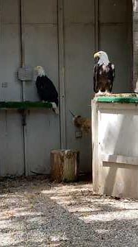 Double Your Impact for Earthplace’s Animal Ambassadors – Now Through July 31!