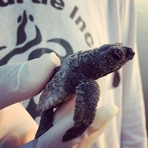 Wave to the camera little one!!!! Thanks Rosell Elizondo for sharing this! Rosell was at our sunrise release on Sunday. We released 83 beautiful hatchlings into the sea. To date we have had 6 public releases and we still have thousands of hatchlings waiting to emerge!!!! Follow us on Facebook to get our release updates, forecasts around 10pm and confirmations around 5:45 am. #tinyturtletuesday #hellogoodbye | Sea Turtle, Inc