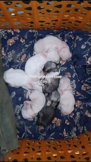 Adorable Bunny Growth 🐇 Day 1 to Day 7 Compilation 🤍 | Rabbits Growth | #shorts #pets
