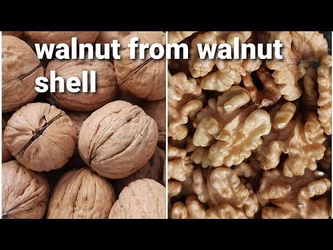 very easy way to open a walnut shell....