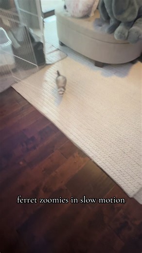 she’s so silly 😂 #ferret #ferretsoftiktok #petsoftiktok #fyp #fypシ